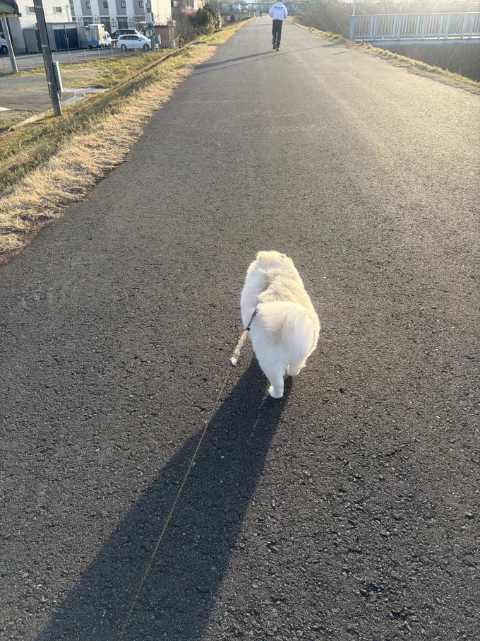 すれ違った人のあとをつけるちくわちゃん▶飼い主さんが踏切を作りました（⇒次へ）