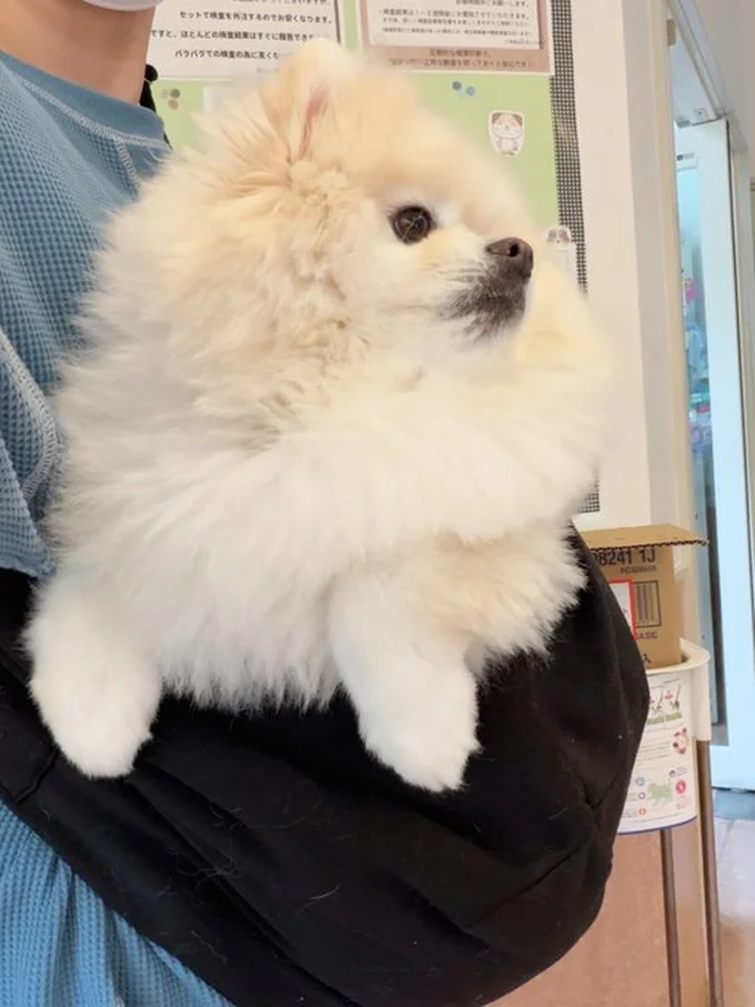 病院でのちくわちゃん▶毎日通る場所も気を付けながら…（⇒次へ）