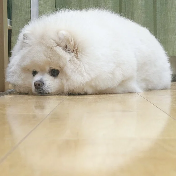 ふわふわまんまるフォルムです▶真剣な表情で…「ぼく、散歩でたくさん歩きます！」（⇒次へ）