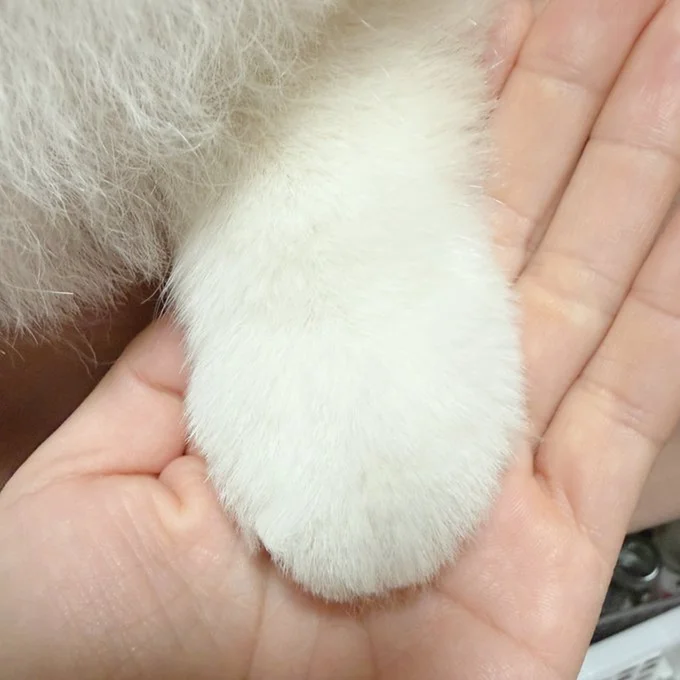 トリミングしたてのおてて▶しょんぼりした表情…（⇒次へ）