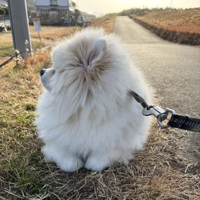 「だれにいってんのかとおもったわ」▶ふわふわな毛並みが写真からも伝わってきます（⇒次へ）