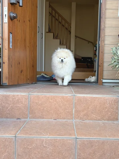 しょぼしょぼしているちくわちゃん▶ちくわちゃんの表情をもっと見る（⇒次へ）