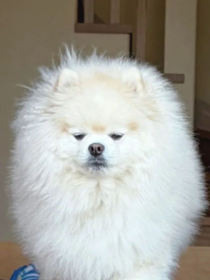 この表情！▶後ろから見てもやっぱりふかふか！（⇒次へ）