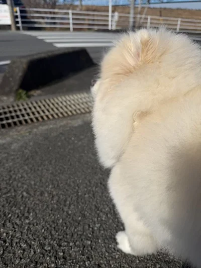 信号が変わるのを待つちくわちゃん▶（次画像からは「うちの子もやる」「可愛すぎる」と話題！可愛すぎる犬あるあるが満載のマンガ『柴犬ぽんちゃん、今日もわが道を行く2』が読めます）