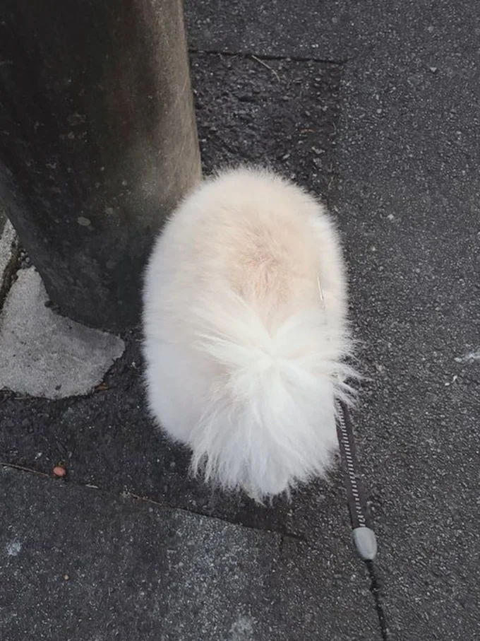 散歩中のちくわちゃん。犬っぽくないフォルムです▶おうちの中でもすねポーズ？（⇒次へ）