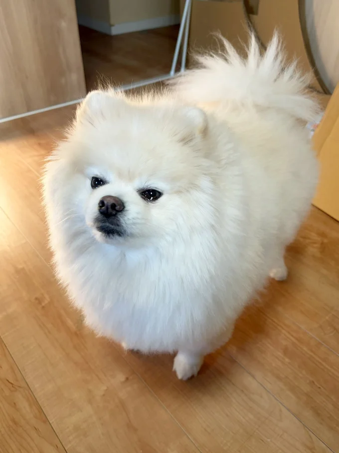 この真剣なまなざしを信じていつも痛い目に遭うという飼い主さん▶ちくわちゃんはマイペース（⇒次へ）
