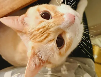 食卓にちょこんと着席！献立をチェックする猫がかわいすぎる