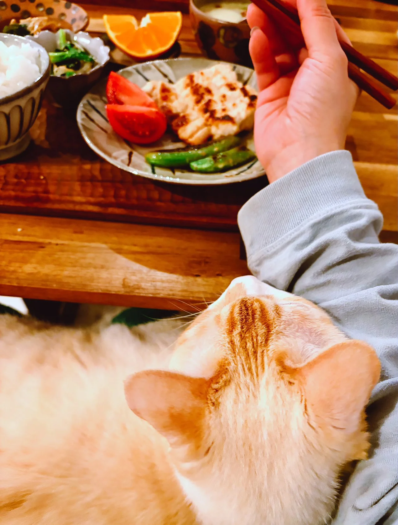 食卓にちょこんと着席！献立をチェックする猫がかわいすぎる（画像15