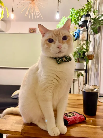 飼い主さんがテーブルにつくと必ず一緒にいてくれるオコジョくん▶お芋を焼くと…（⇒次へ）