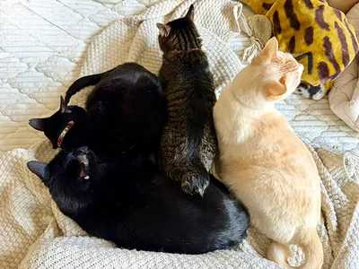 オーブンでお芋を焼くと現れる猫のかたまり▶（次画像からふかふかな2匹と暮らす、あたたかい日々を描いた大人気猫マンガ『うちの猫がまた変なことしてる。2』が読めます）