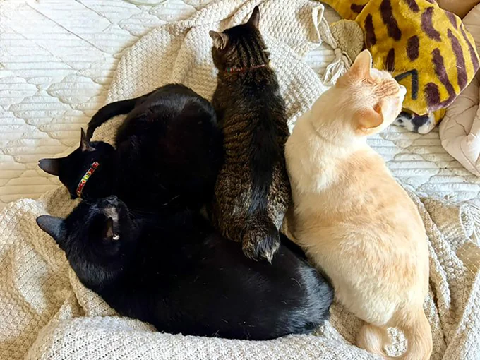 オーブンでお芋を焼くと現れる猫のかたまり▶（次画像からふかふかな2匹と暮らす、あたたかい日々を描いた大人気猫マンガ『うちの猫がまた変なことしてる。2』が読めます）