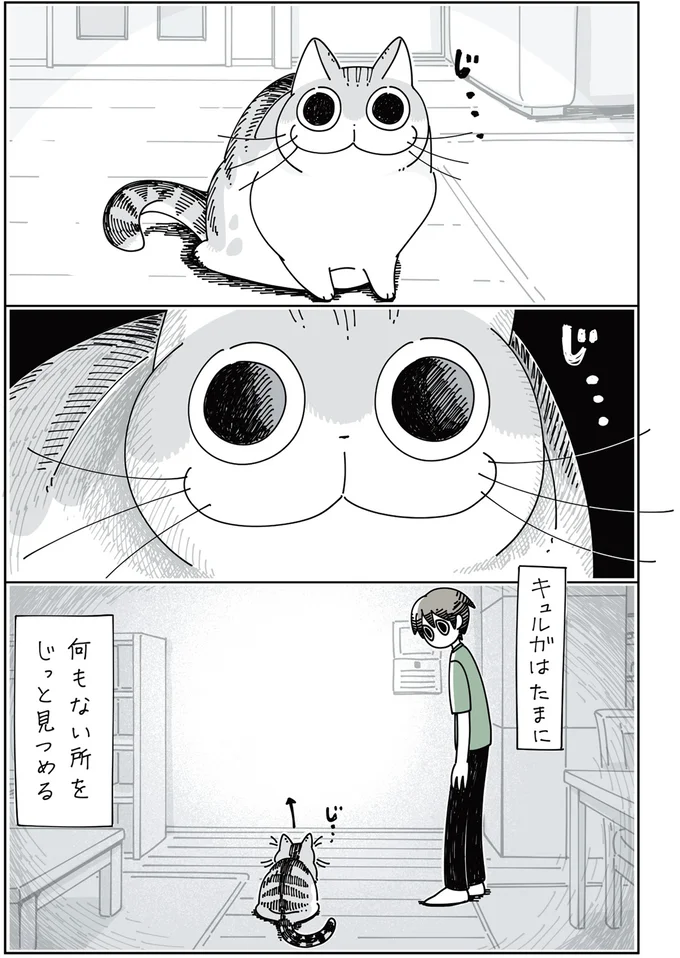何かを見つめるネコ