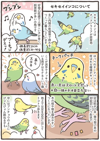 『トリ扱い説明書』より