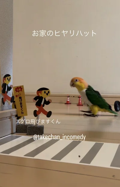 インコたちの“前方不注意”が可愛すぎる！ミニチュア世界で起きた衝突シーン「二度見した」