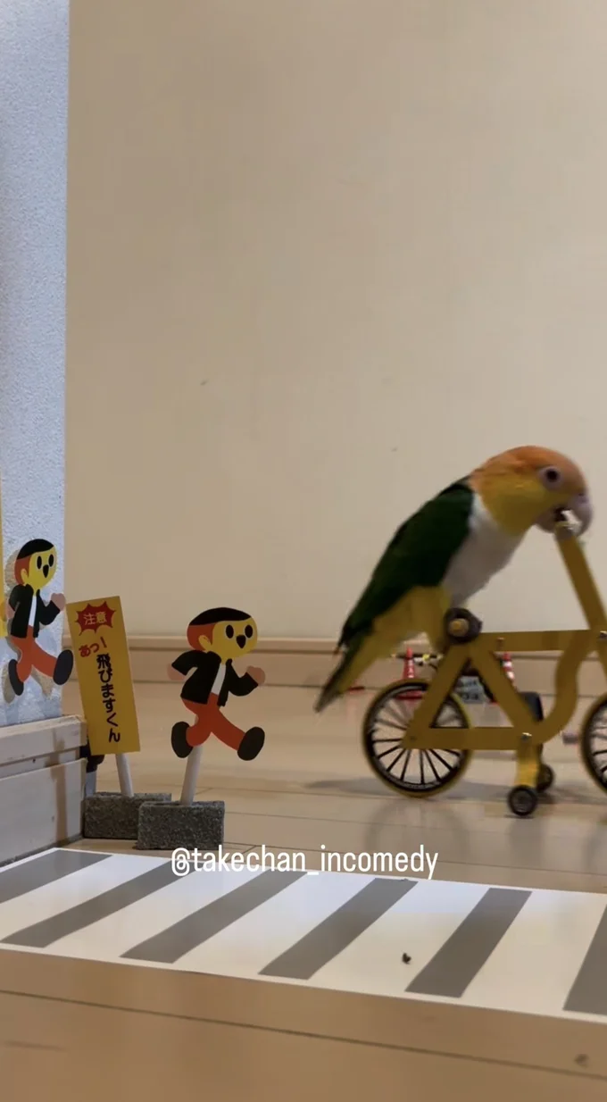 飛んで行った、じゃい子ちゃん▶ミニチュアとインコたち（⇒次へ）