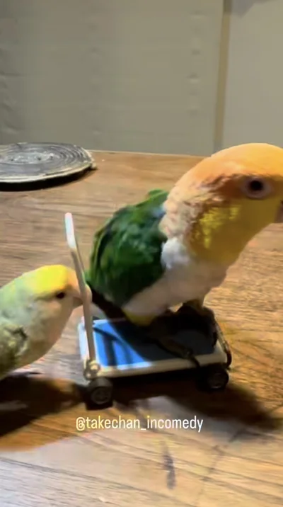 ミニチュアの台車に乗ってる▶インコが台車を押してる！？（⇒次へ）