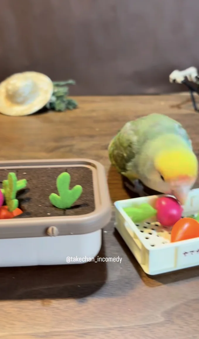 野菜の収穫をする「じゃい子ちゃん」▶登場したのは…（⇒次へ）