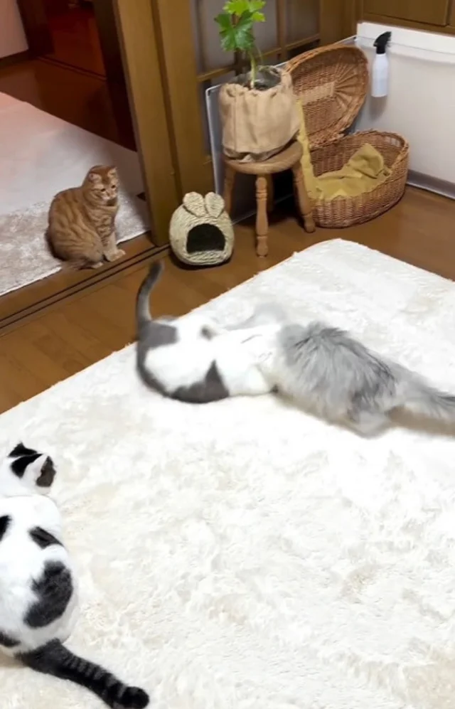 猫たちのバトル勃発→騒ぎをあっさり沈めたのはまさかのカワイイ小動物！？ 