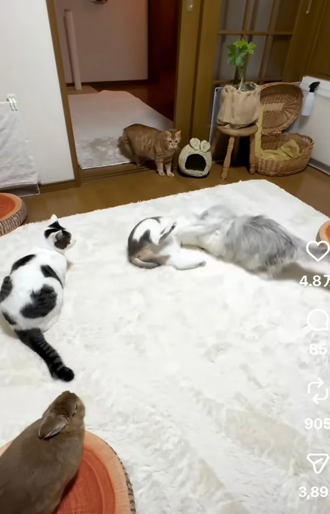 2匹の猫が喧嘩している（⇒次へ）