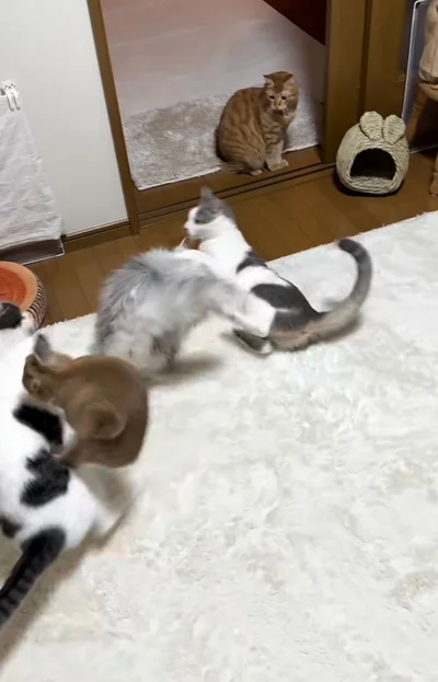 仲裁役として飛び込んできた、ウサギの「てんちゃん」▶猫たちは驚き…（⇒次へ）