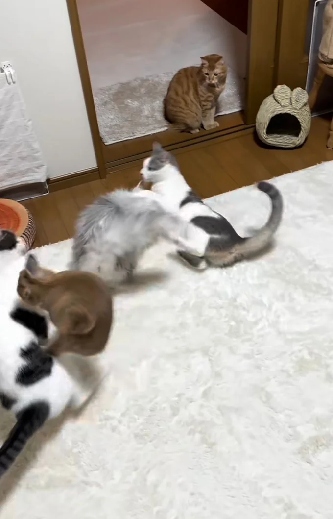 仲裁役として飛び込んできた、ウサギの「てんちゃん」▶猫たちは驚き…（⇒次へ）