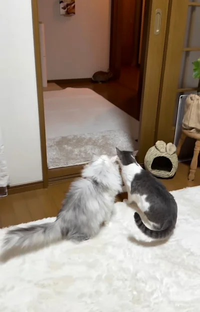 呆然と見つめる残りの2匹▶喧嘩が落ち着いたかと思いきや…（⇒次へ）