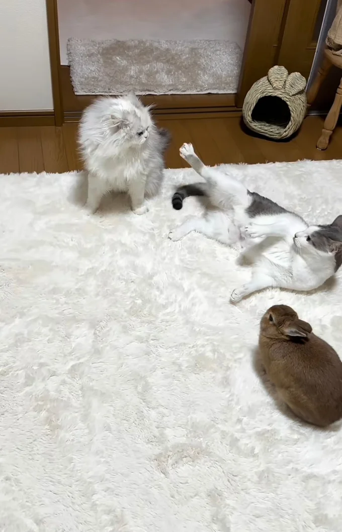 残った2匹が喧嘩を始める▶てんちゃんがじっと見つめ続けると…（⇒次へ）