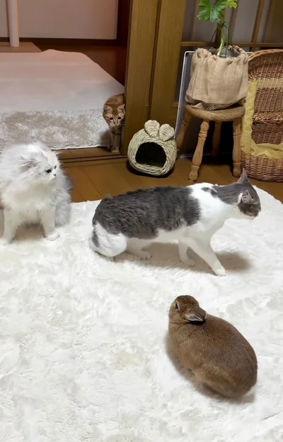 自然と喧嘩をやめる2匹▶ふだんは仲良し！？（⇒次へ）
