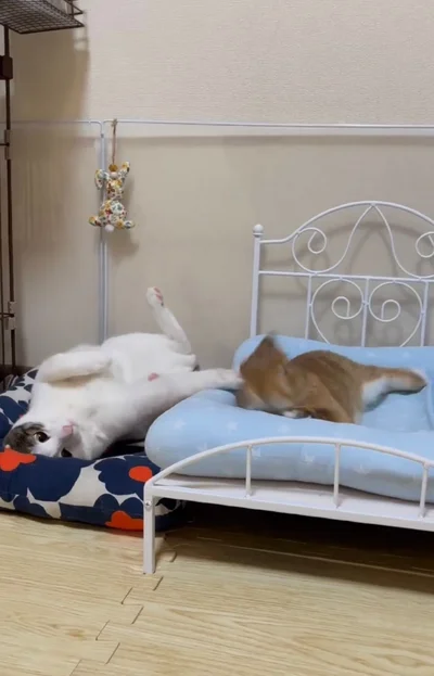 眠るてんちゃんにイタズラする猫ちゃん▶可愛いお散歩姿（⇒次へ）