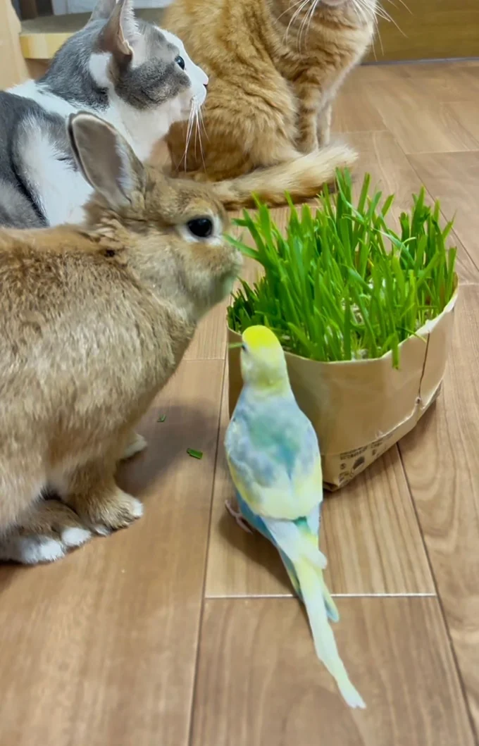 猫4匹・鳥1匹・うさぎ1匹で暮らしている▶（次画像からクスッと笑えるエピソードが満載『夜は猫といっしょ5』が読めます）