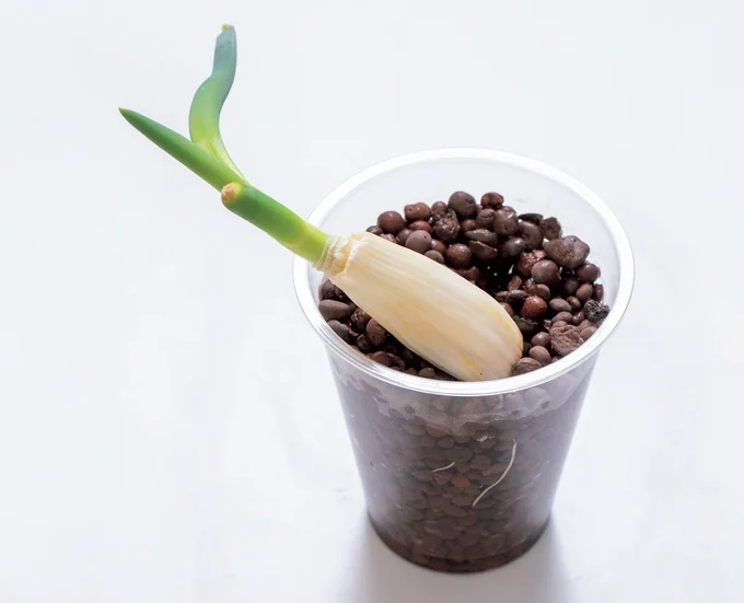 ハイドロボールなどを入れても