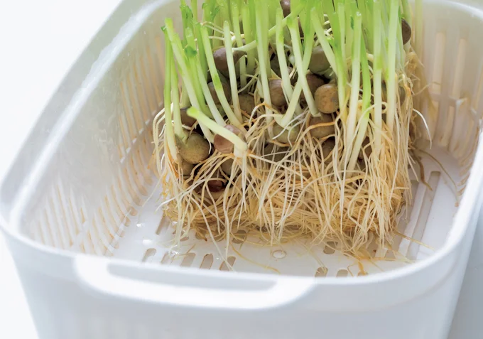 豆苗の種がつからないように水を入れる。