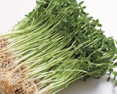 園芸初心者さんにオススメ！失敗しない「豆苗」栽培のコツ