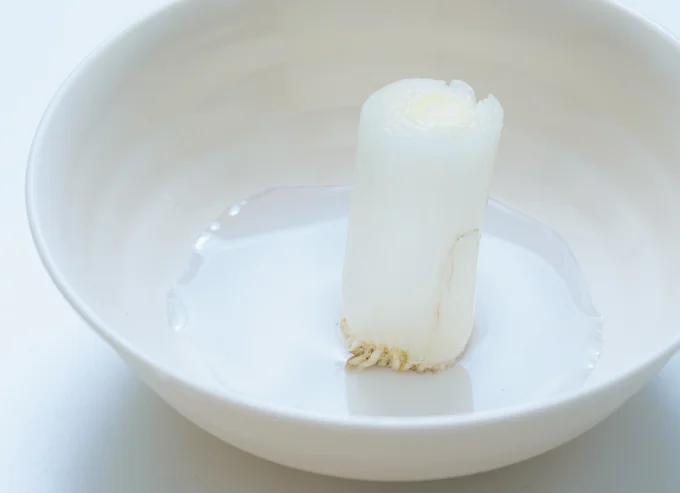浅いお皿に長ねぎを立て少量の水を入れる