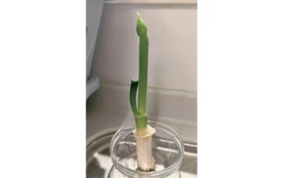 2週間後には12cmほどに