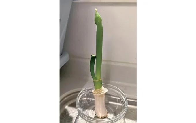 2週間後には12cmほどに