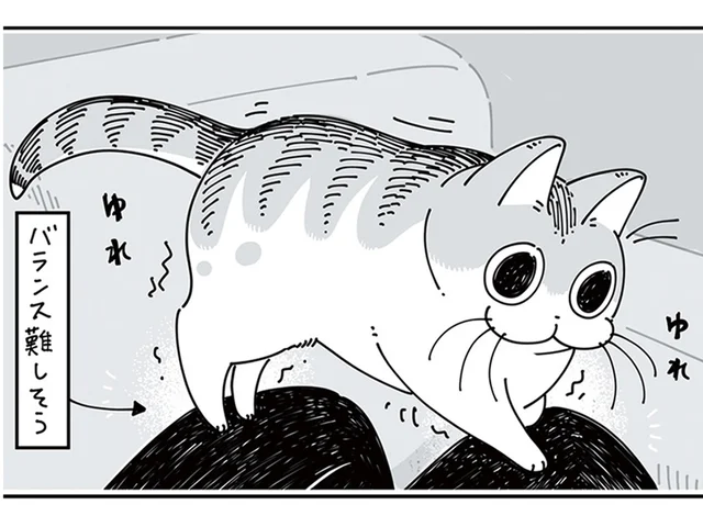 くつろぐ場所が特殊すぎる。わざわざ落ち着かない場所に来るネコ