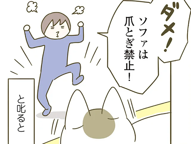 「ダメ！」ソファでバリバリ爪とぎする猫を飼い主が注意すると