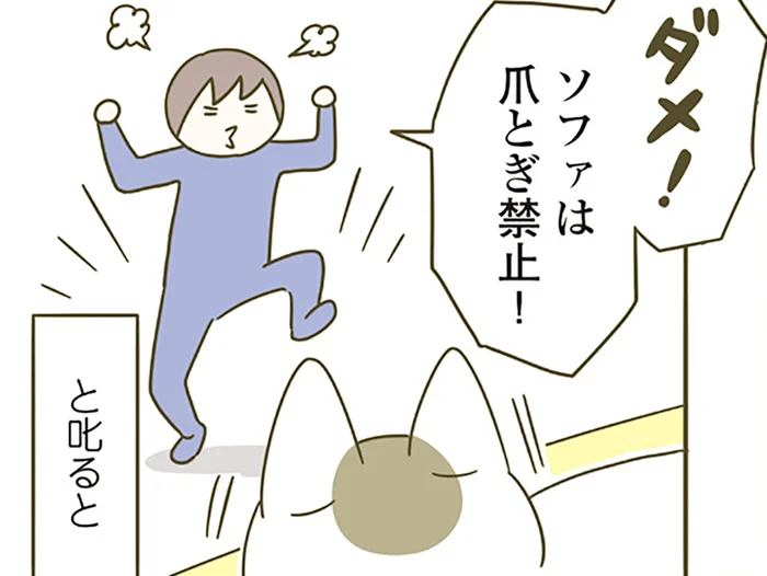 「ダメ！」ソファでバリバリ爪とぎする猫を飼い主が注意すると