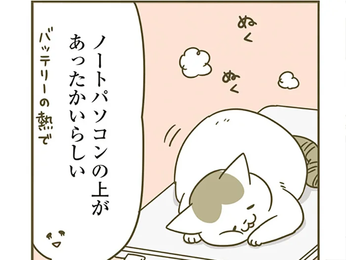 ノートパソコンの上でぬくぬく。夫の机から動かない猫、夜に見てみると