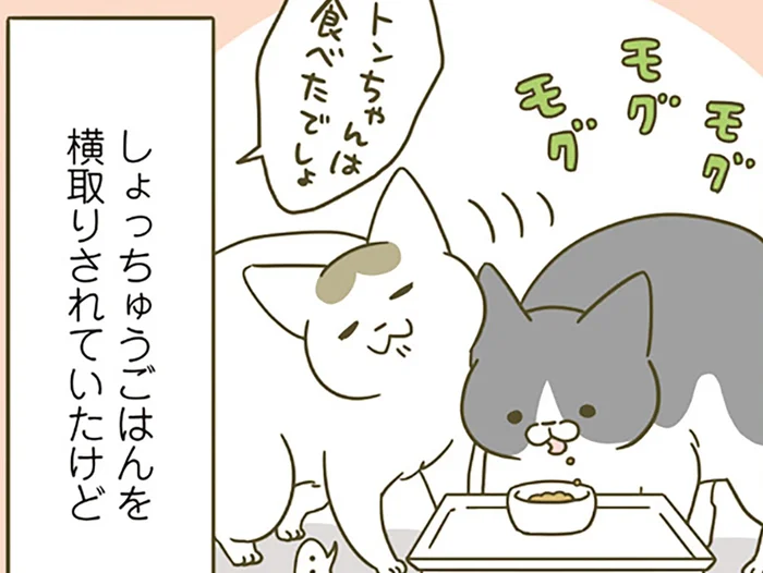 ごはんを横取りされていたのに！ 同居4年目になると、後輩猫にも変化があって？