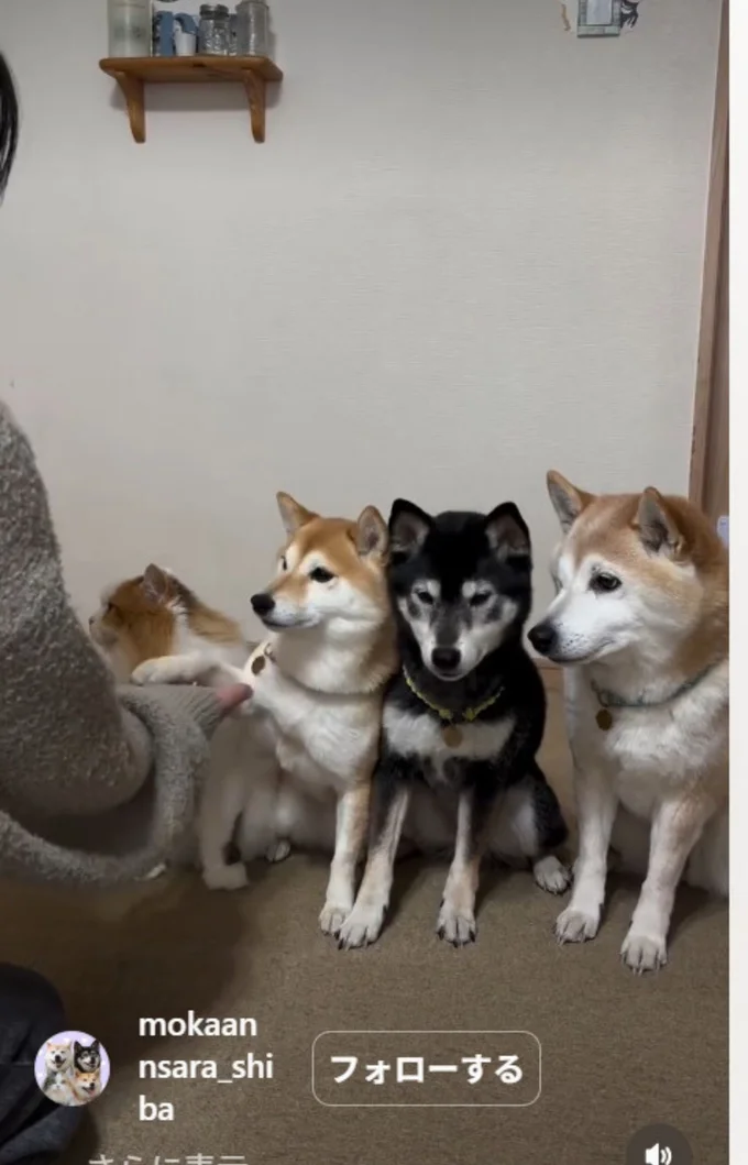 お手の練習をする4匹（⇒次へ）