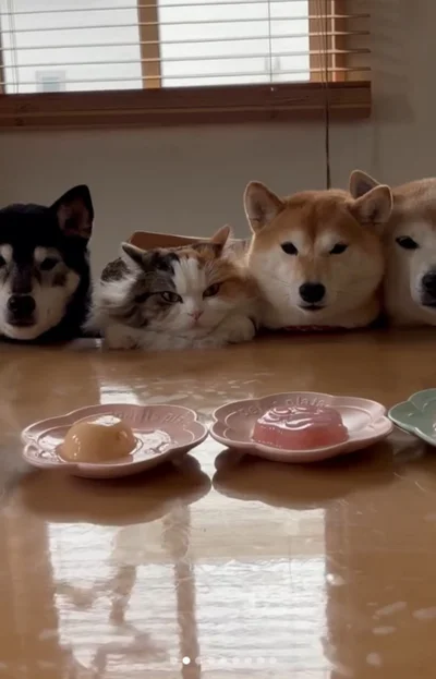 ゼリーと猫用おやつ▶お手チャレンジ（⇒次へ）