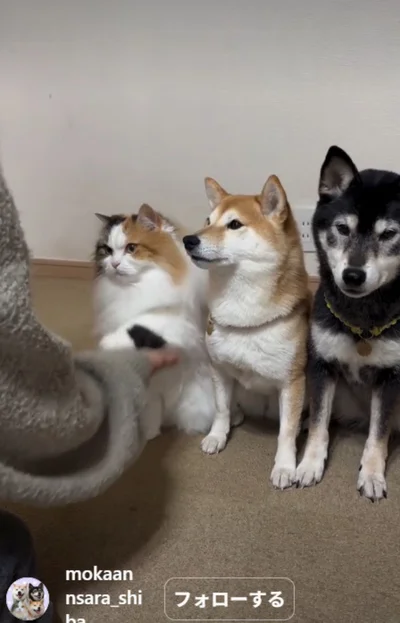猫のルナちゃん▶片足タッチは完璧…（⇒次へ）