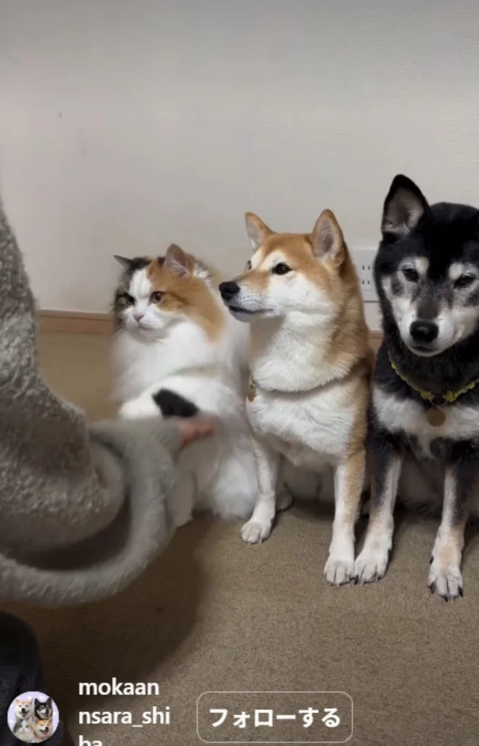 猫のルナちゃん▶片足タッチは完璧…（⇒次へ）