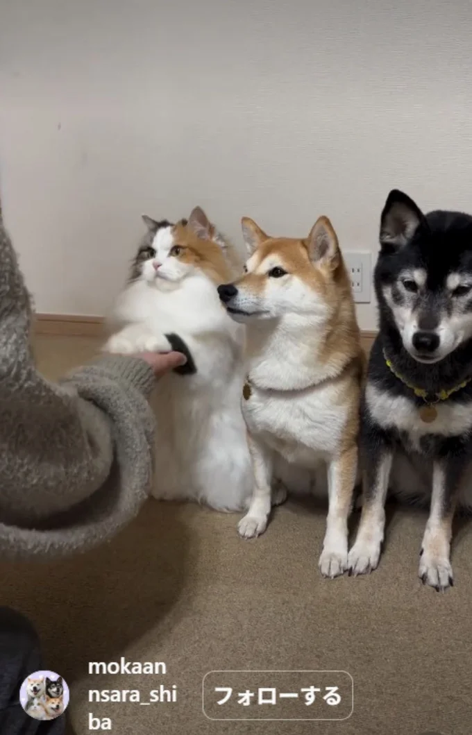 両足タッチも成功！▶ご褒美が…（⇒次へ）