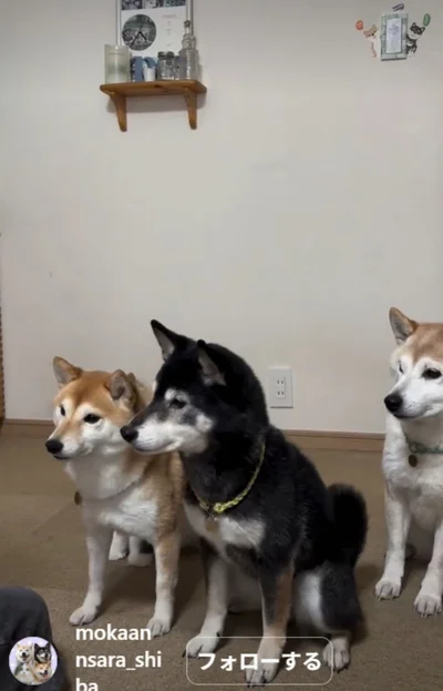 早く欲しくて、じりじり近寄ってくる▶可愛い寝顔ショットも（⇒次へ）