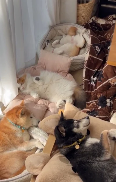仲良く眠る４姉妹▶（次画像からマイペースな柴犬のほんわかコミックエッセイ『柴犬ぽんちゃん、今日もわが道を行く』が読めます）