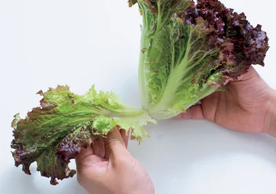 1　サニーレタスの葉を数枚むく。