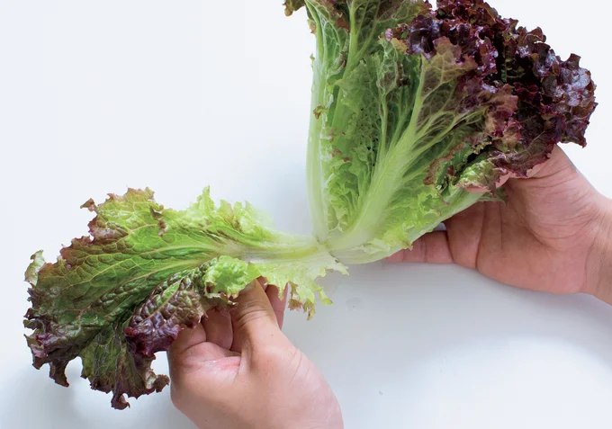 1　サニーレタスの葉を数枚むく。
